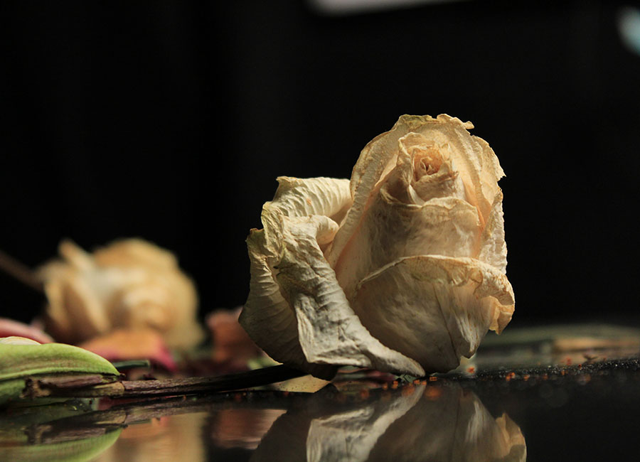 Dried flower reflecting on table
